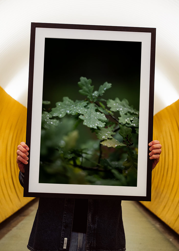 Oak leaves after rain