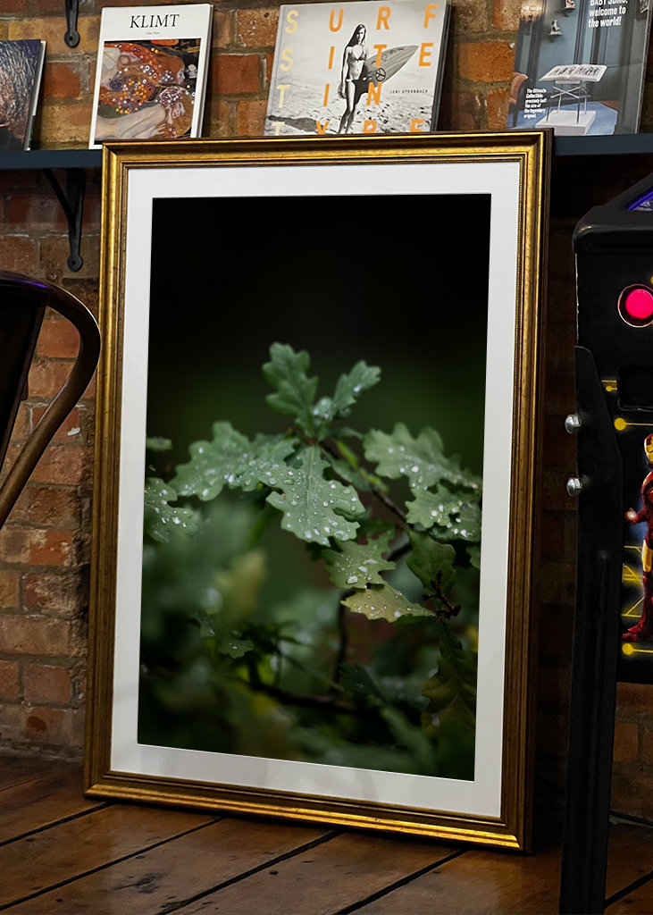Oak leaves after rain