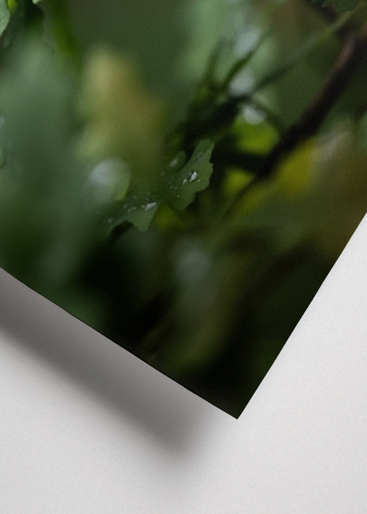 Oak leaves after rain