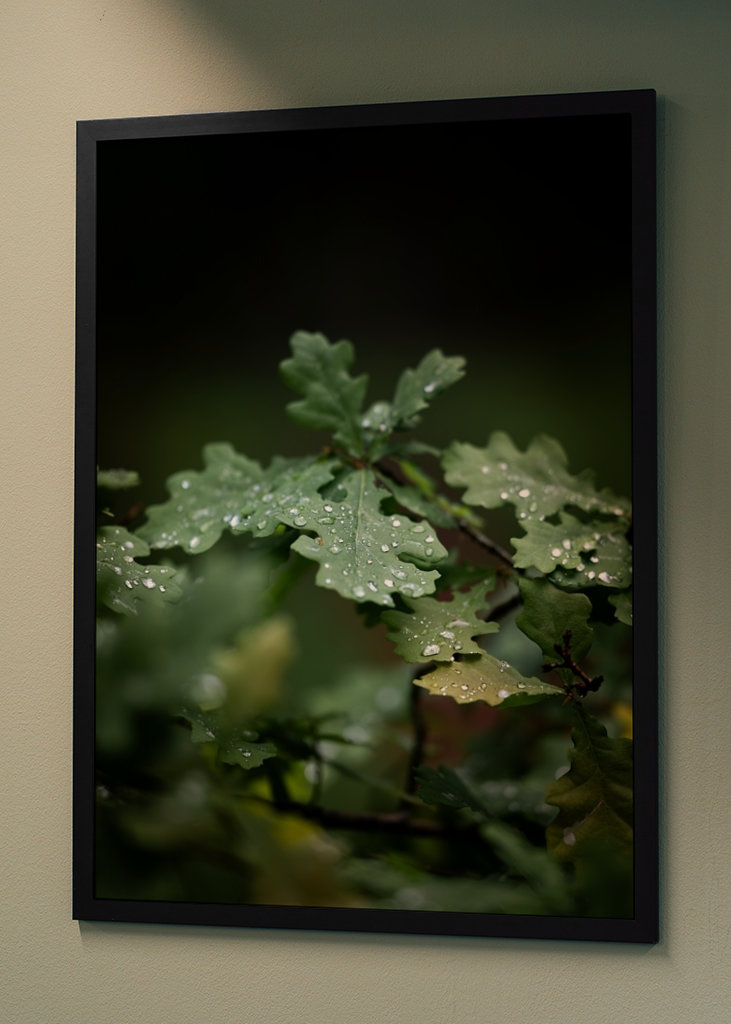Oak leaves after rain