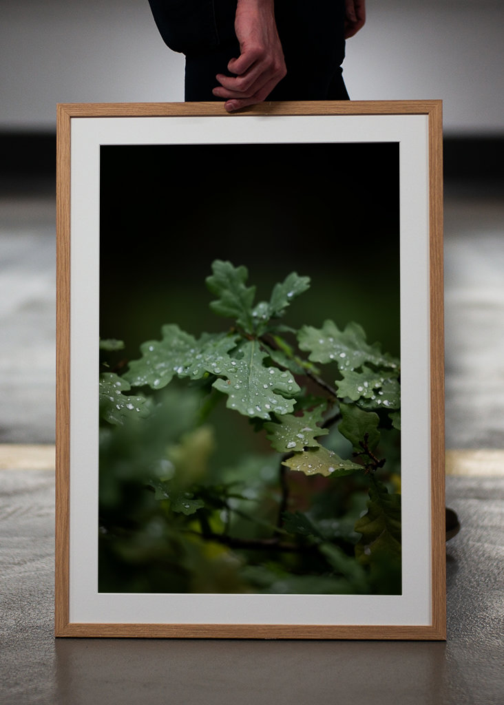 Oak leaves after rain