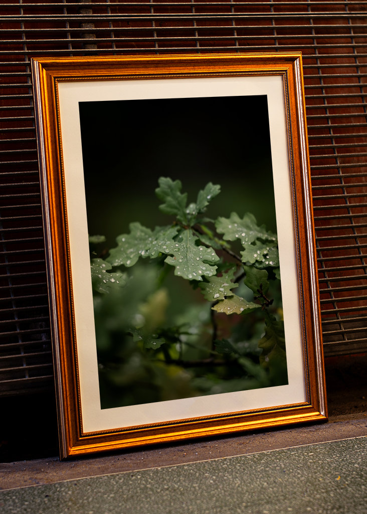 Oak leaves after rain