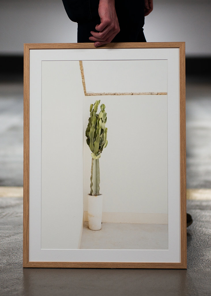 Kaktus v květináči