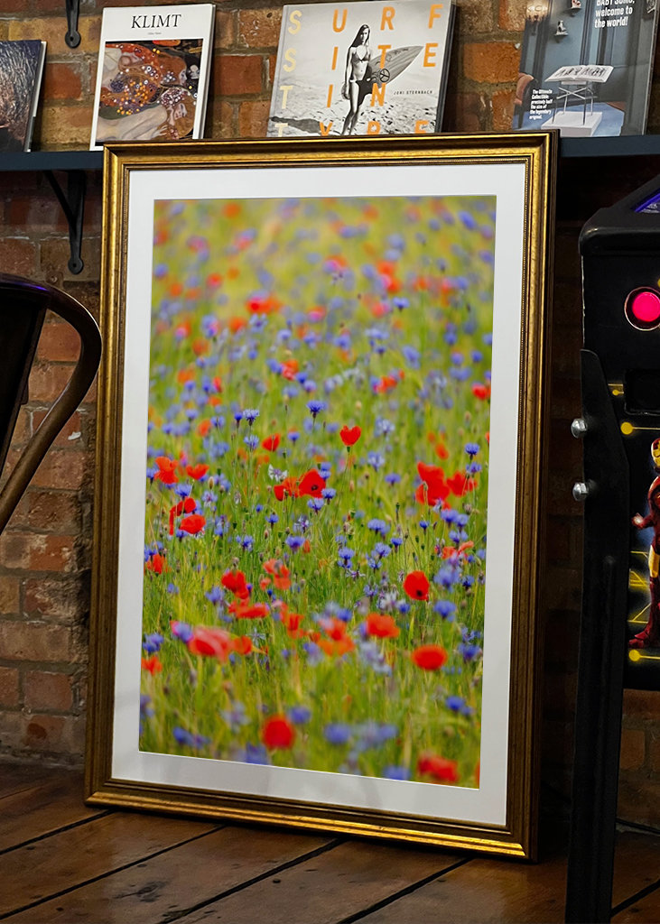 Pelto täynnä unikkoa