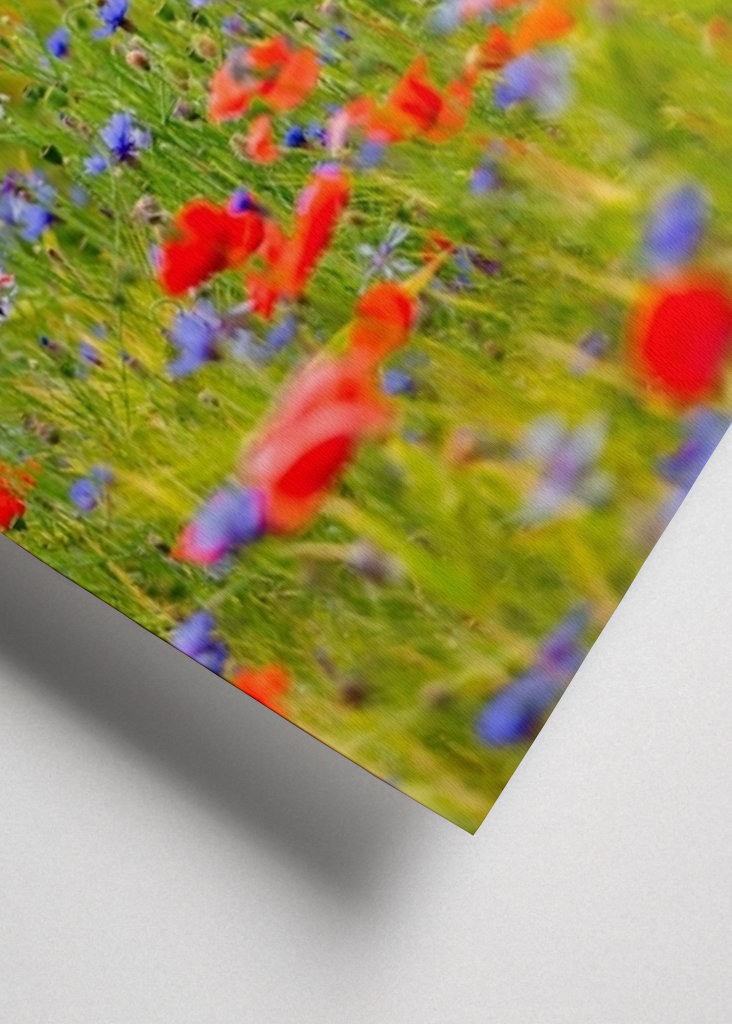 Pelto täynnä unikkoa