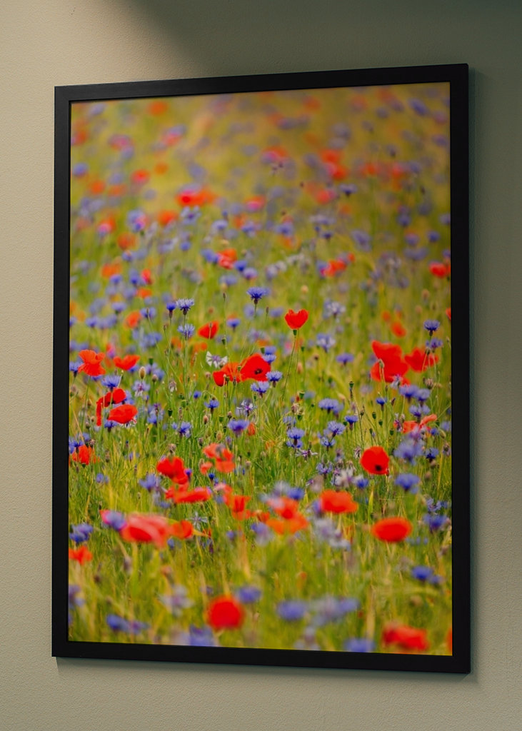 Pelto täynnä unikkoa