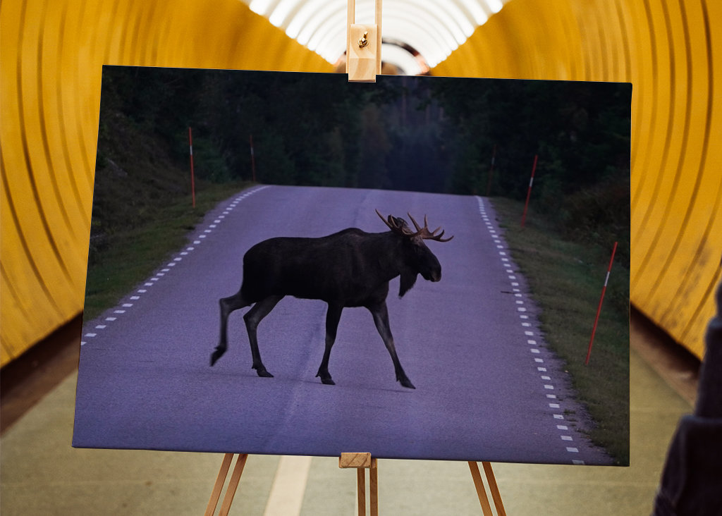 Losi přecházející silnici ve Švédsku