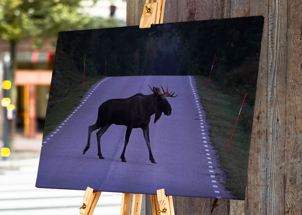 Losi přecházející silnici ve Švédsku