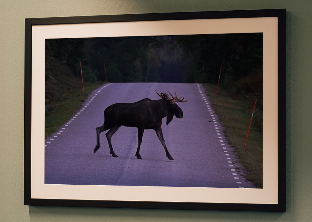 Losi přecházející silnici ve Švédsku