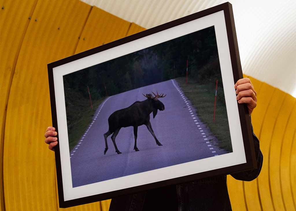 Losi přecházející silnici ve Švédsku