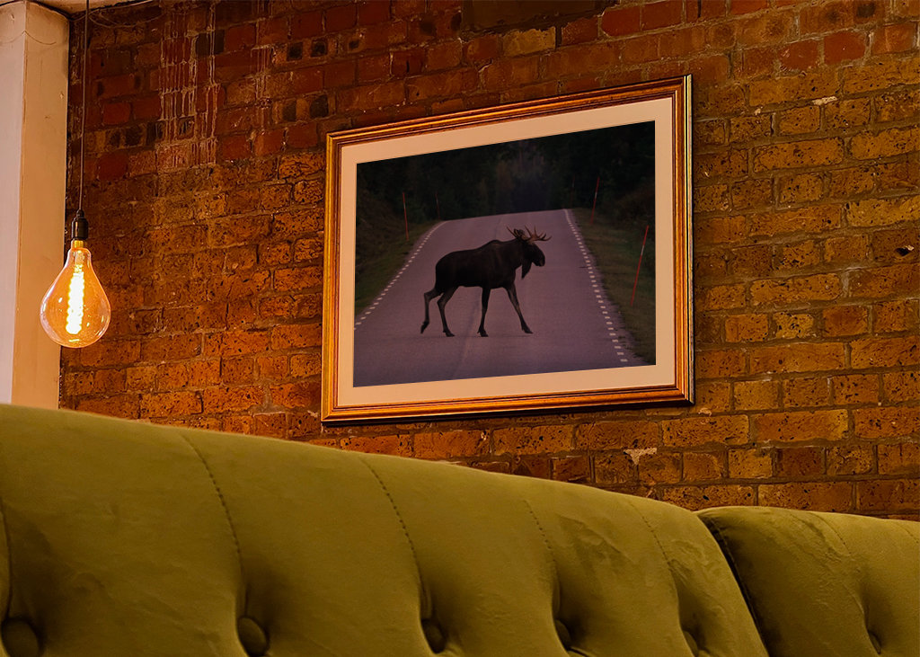 Losi přecházející silnici ve Švédsku