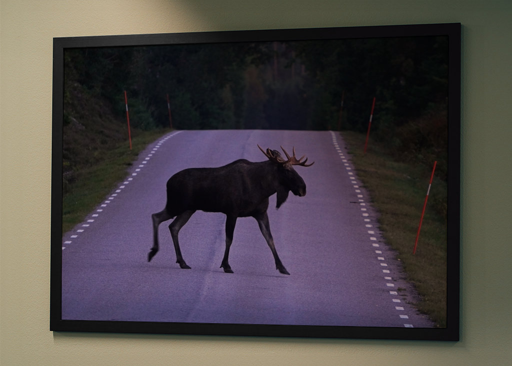 Losi přecházející silnici ve Švédsku