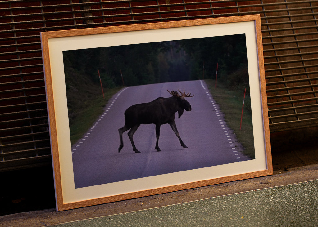 Losi přecházející silnici ve Švédsku