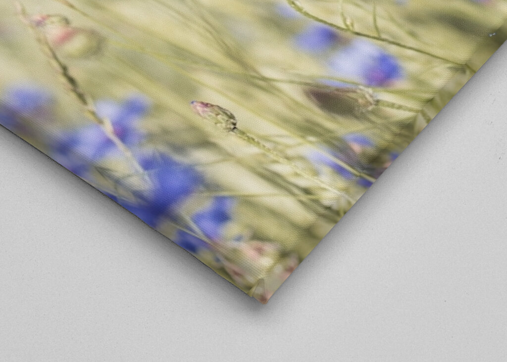 Bølgende kornblomst