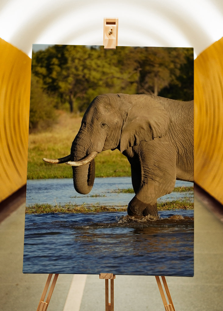 Elefante al sol de la tarde