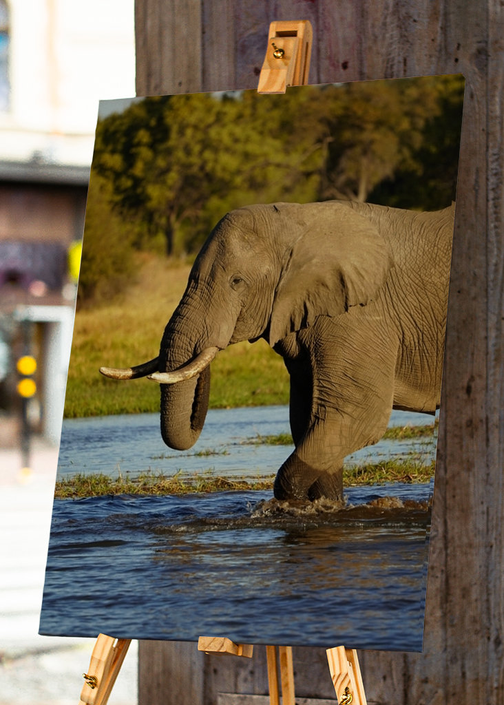 Elefante al sol de la tarde