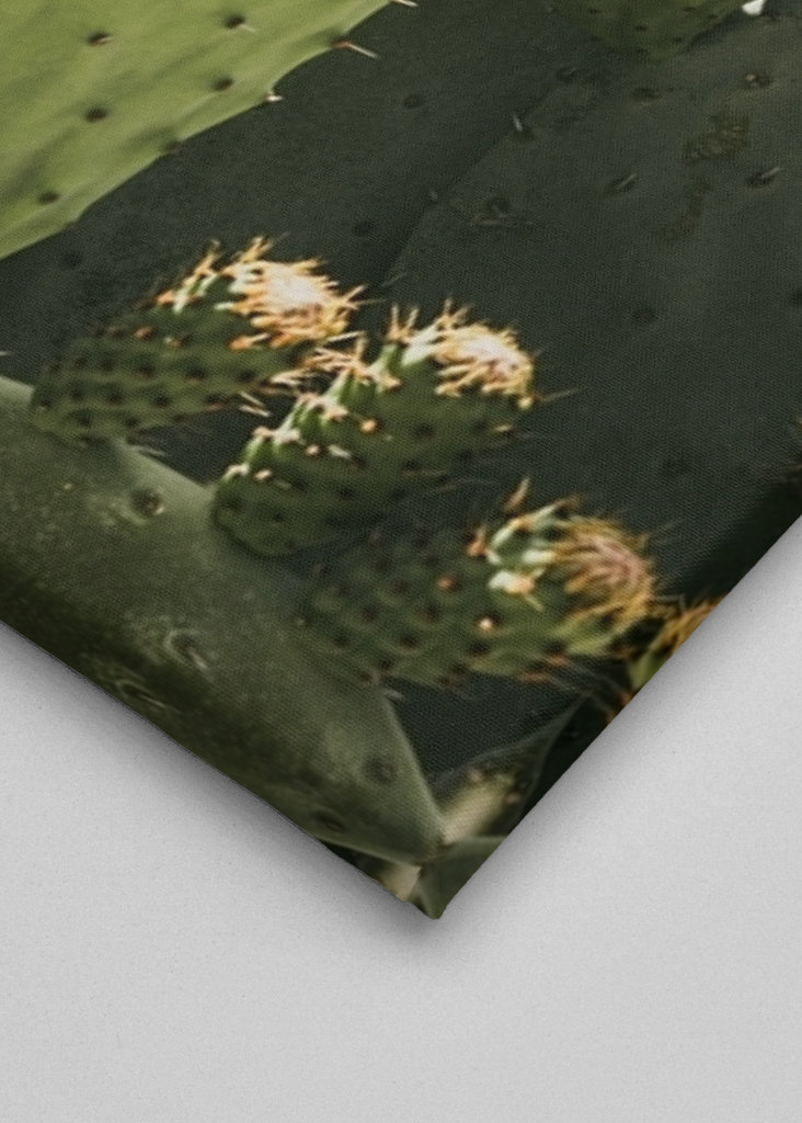 Cactus in Vibo Valentia Italy