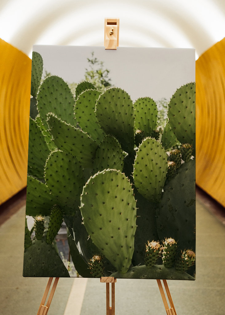 Cactus in Vibo Valentia Italy