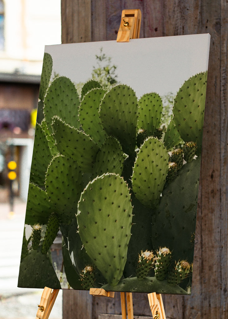 Cactus in Vibo Valentia Italy