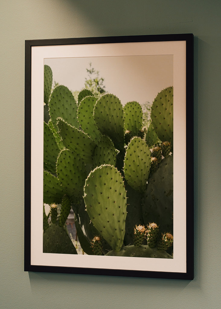 Cactus in Vibo Valentia Italy