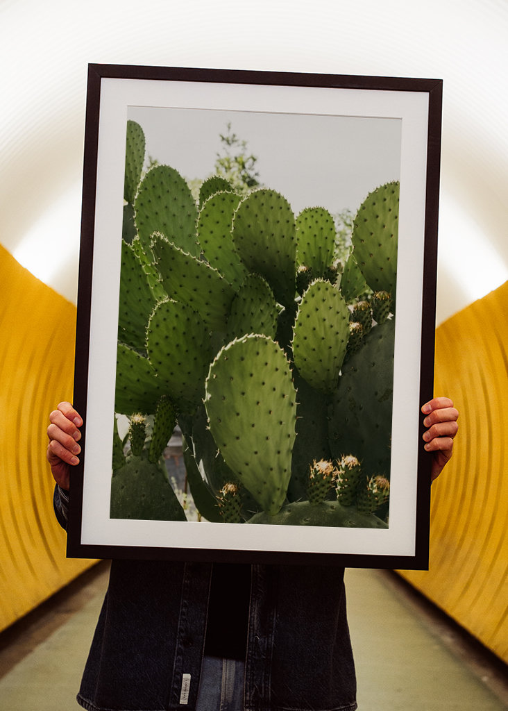 Cactus in Vibo Valentia Italy