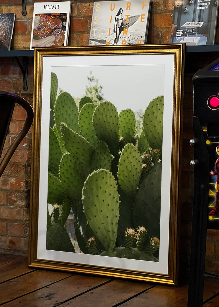 Cactus in Vibo Valentia Italy