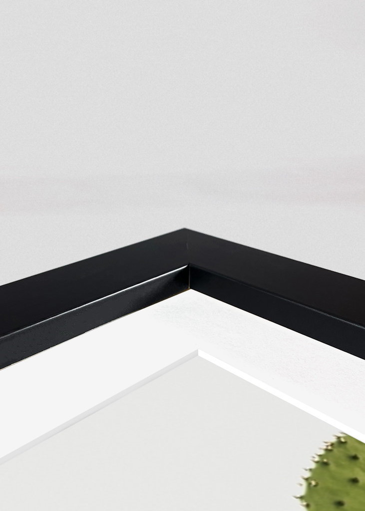 Cactus in Vibo Valentia Italy