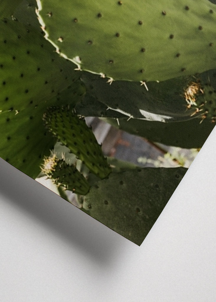 Cactus in Vibo Valentia Italy