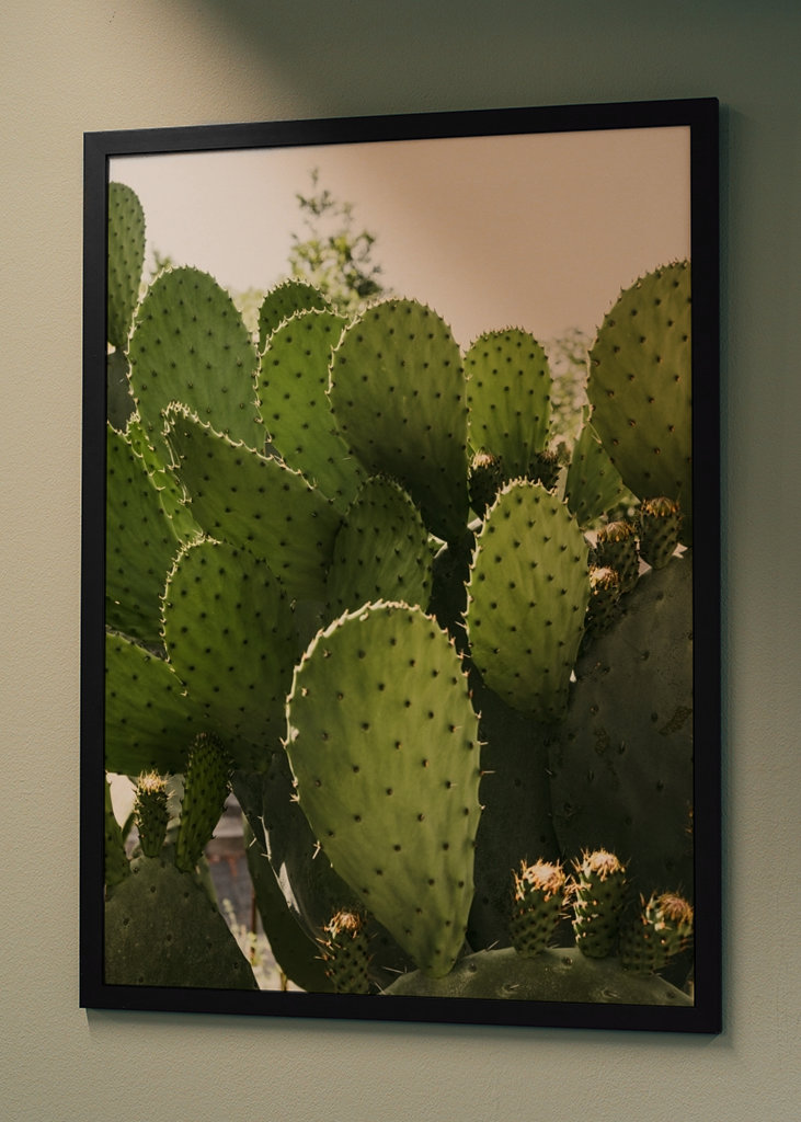 Cactus in Vibo Valentia Italy
