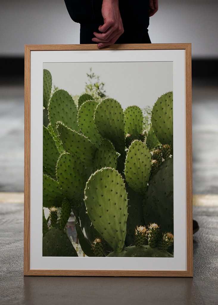 Cactus in Vibo Valentia Italy