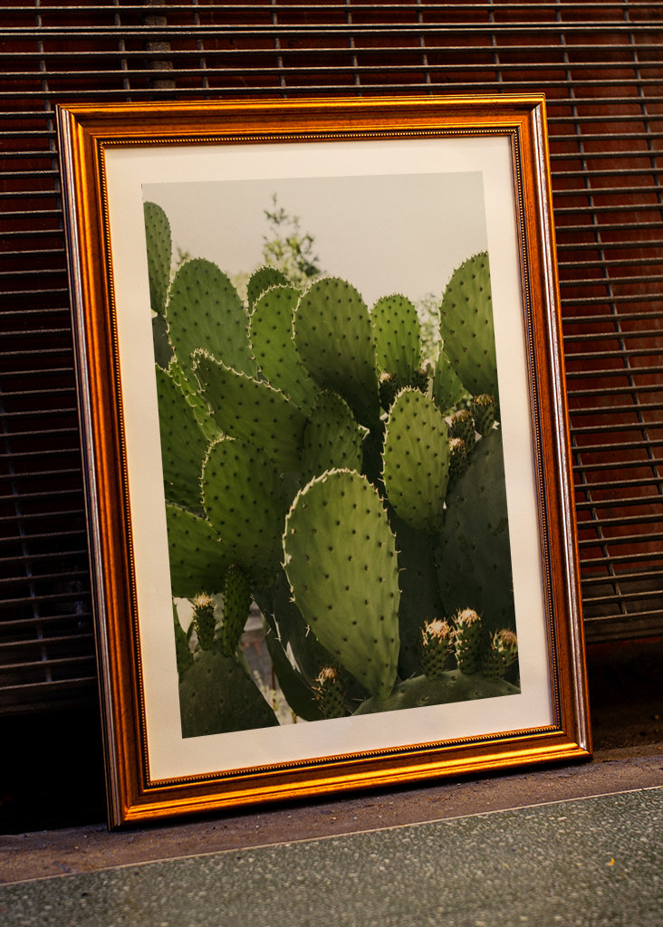 Cactus in Vibo Valentia Italy