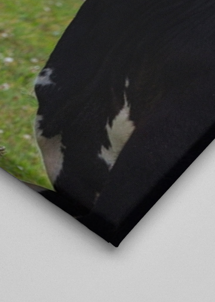 Un taureau sur les prairies de plage