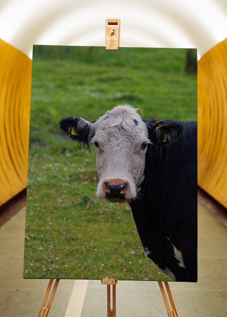 Un taureau sur les prairies de plage