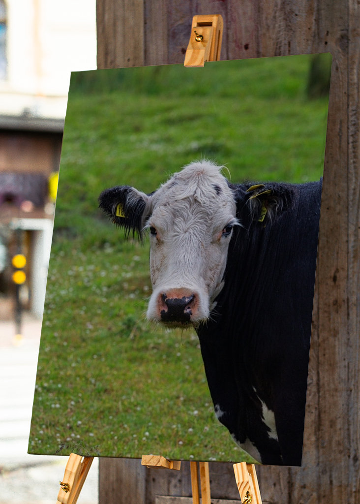 Un taureau sur les prairies de plage