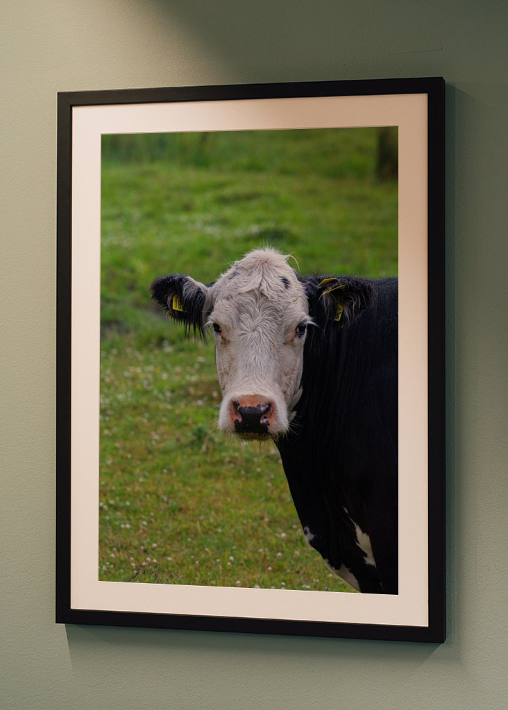 Un taureau sur les prairies de plage