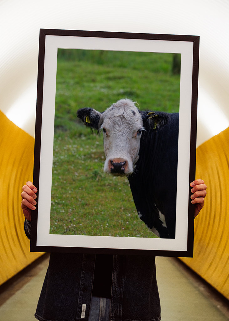 Un taureau sur les prairies de plage