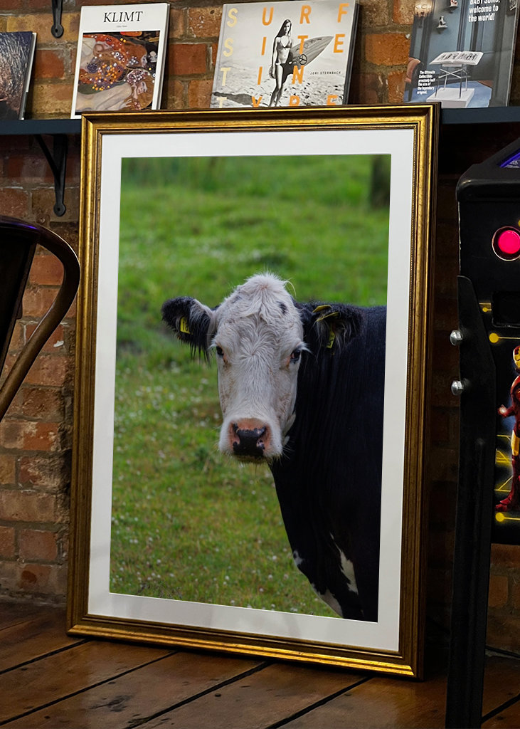 Un taureau sur les prairies de plage