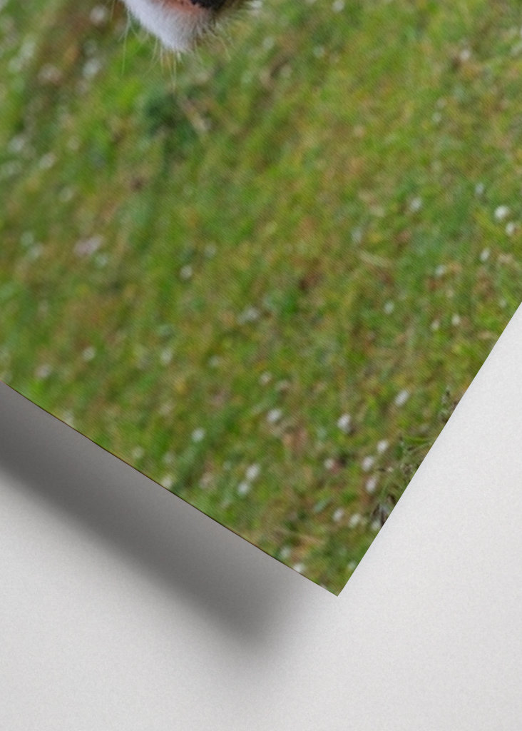 Un taureau sur les prairies de plage