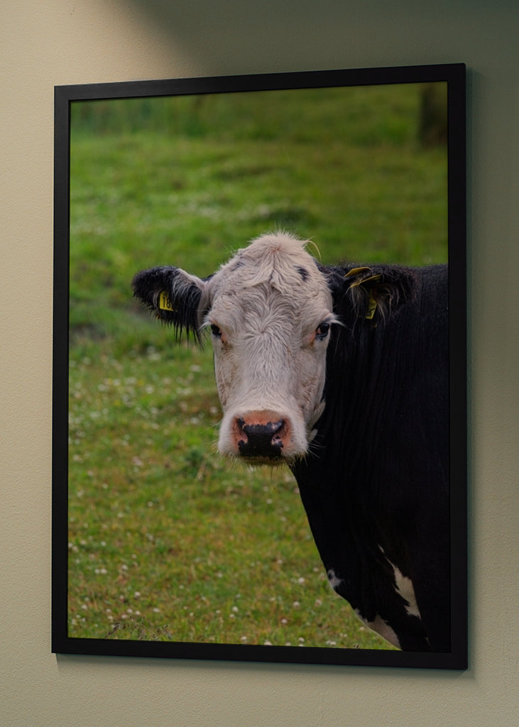 Un taureau sur les prairies de plage