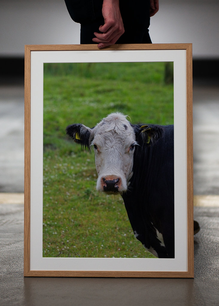 Un taureau sur les prairies de plage