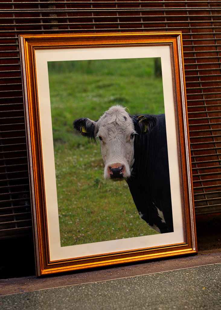 Un taureau sur les prairies de plage