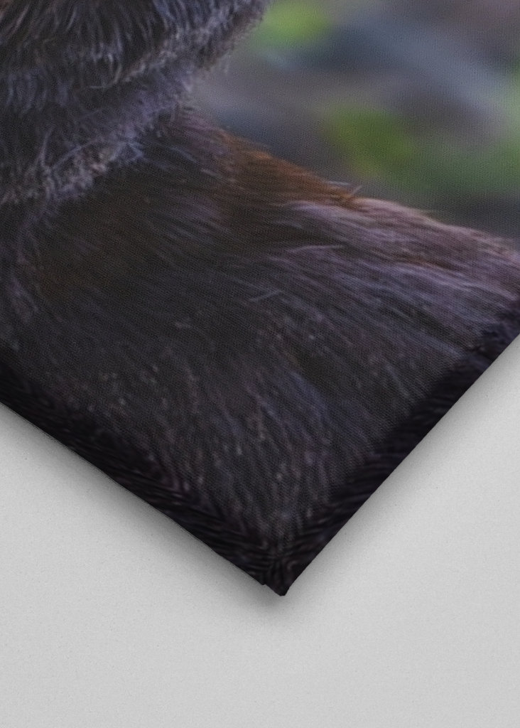 Roe deer in profile.