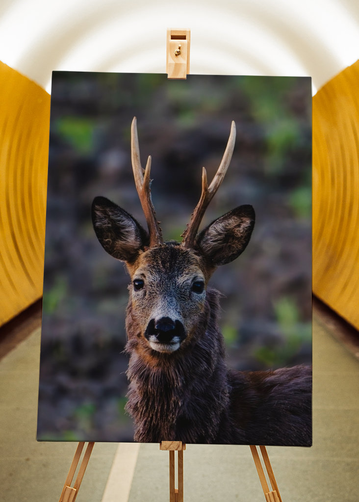 Roe deer in profile.