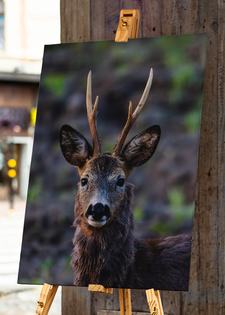 Roe deer in profile.