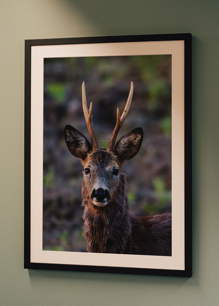 Roe deer in profile.