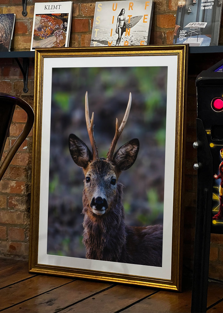 Roe deer in profile.