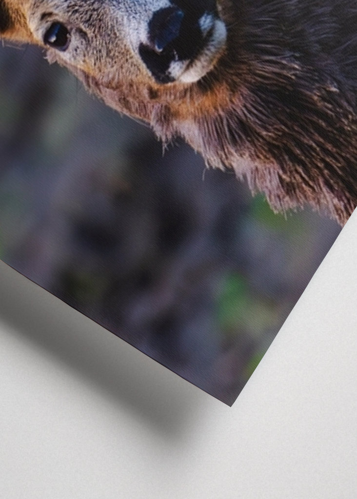 Roe deer in profile.
