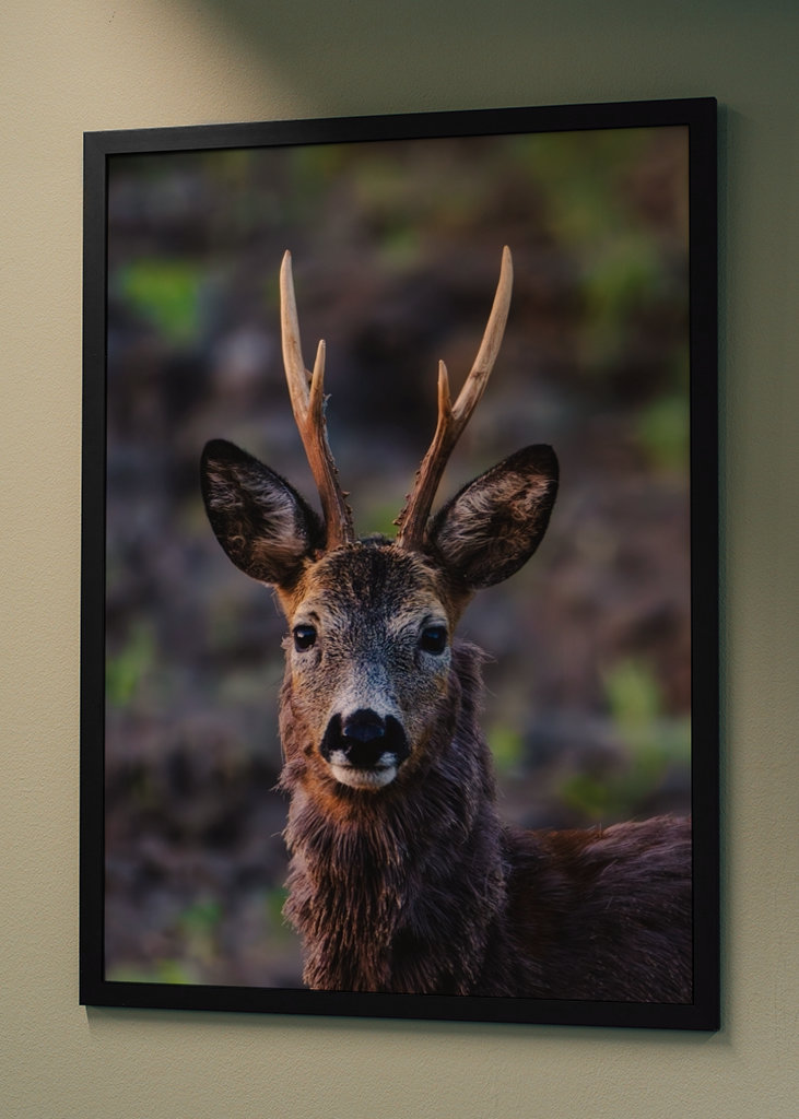 Roe deer in profile.