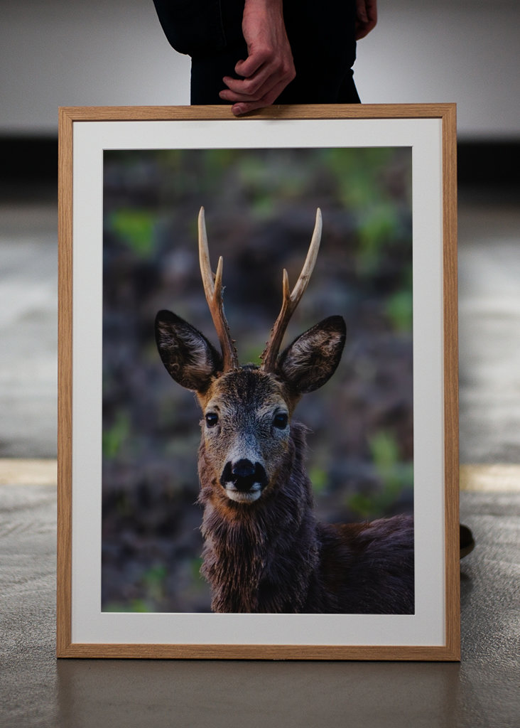 Roe deer in profile.