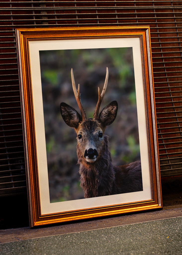Roe deer in profile.
